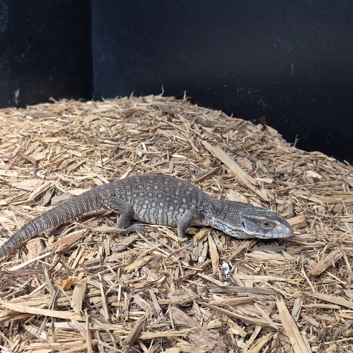 Savannah Monitor (Varanus exanthematicus) — Wild Import | 6–14″