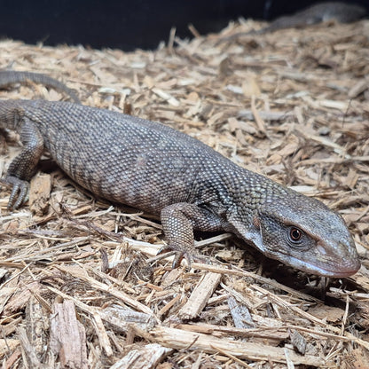 Savannah Monitor (Varanus exanthematicus) — Wild Import | 6–14″