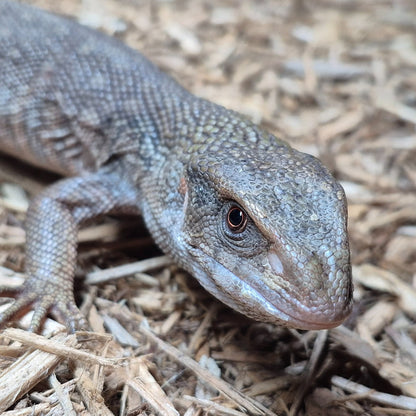 Savannah Monitor (Varanus exanthematicus) — Wild Import | 6–14″