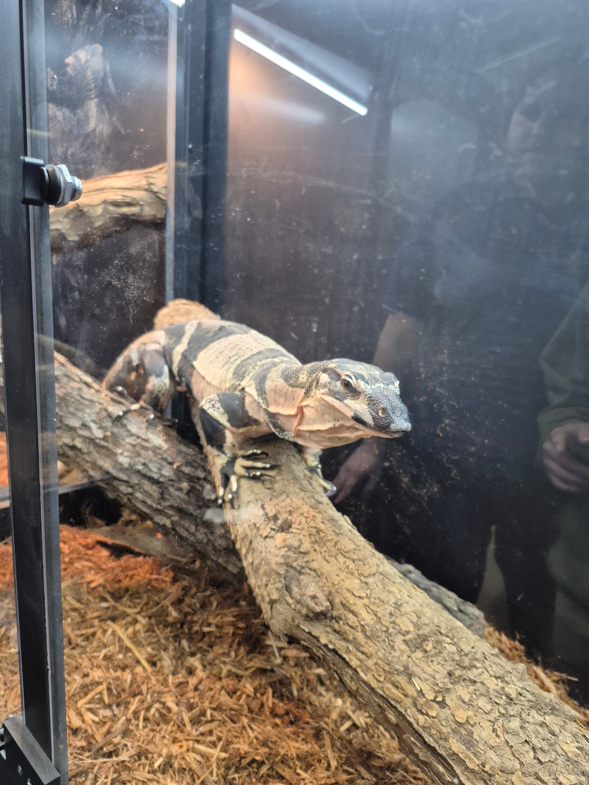 Custom Corner Reptile Enclosure — CRBE Show Special