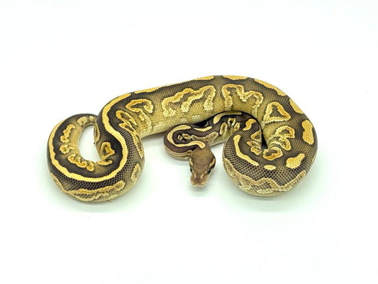 '24 Mojave Vanilla Yellowbelly H. Clown Male
